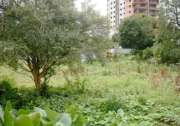 Mais de 600 donos de lotes foram notificados pela Prefeitura para limpeza no seu espaço