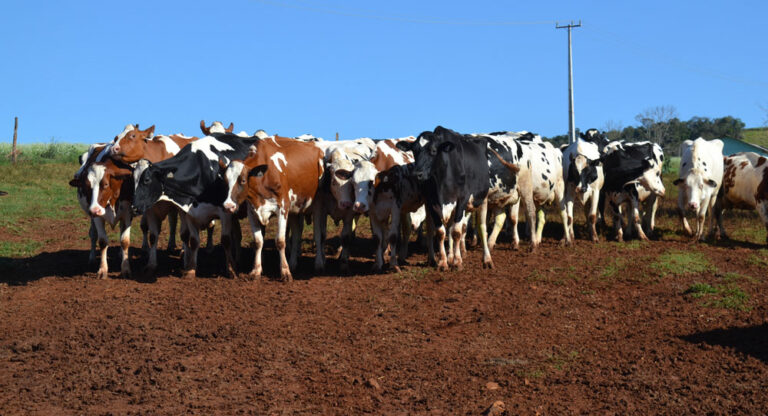 Preço alto para o consumidor e lucro pequeno para o produtor. O que está acontecendo com o leite?