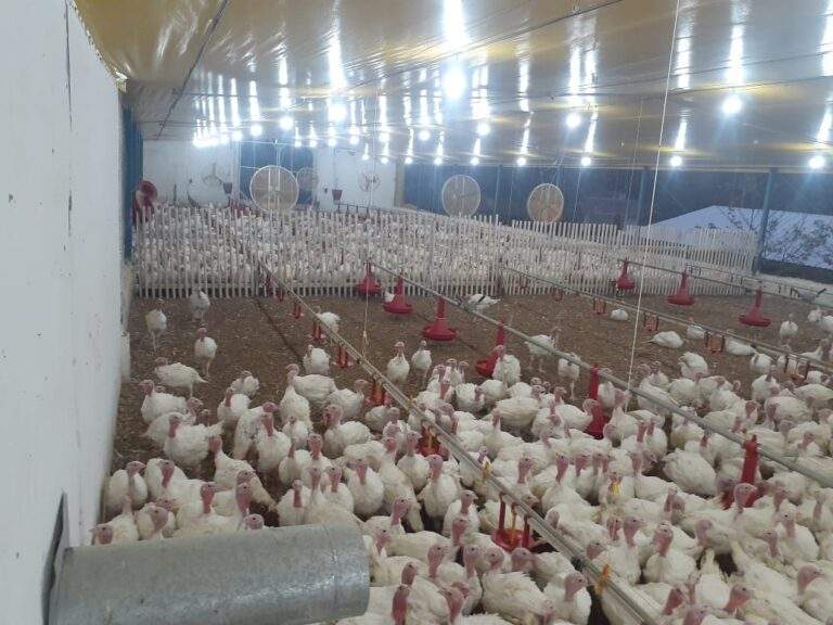 Na propriedade de Edivandro, 90% da renda vem da produção de perus