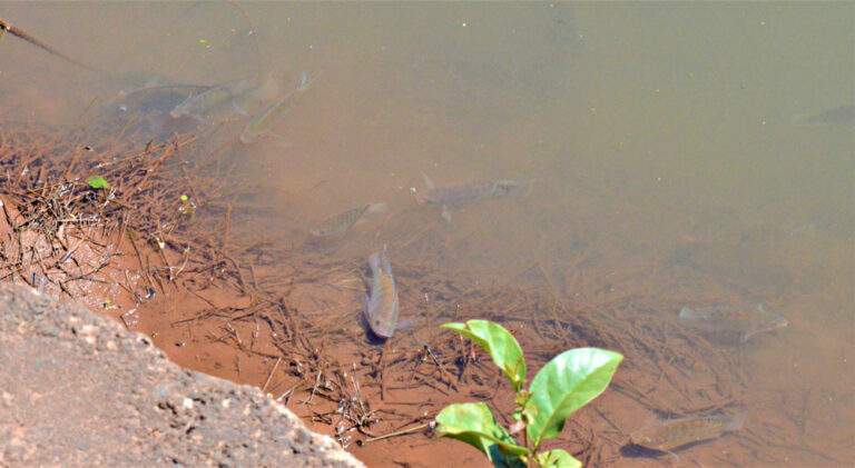 Morador cuida de cardume de tilápias e traíras no Rio Lonqueador