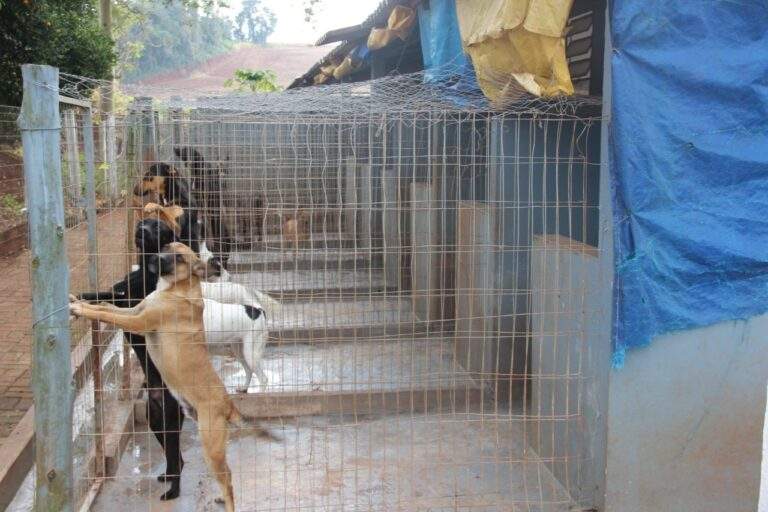 Hoje tem feira de adoção de cães no Ítalo Sul