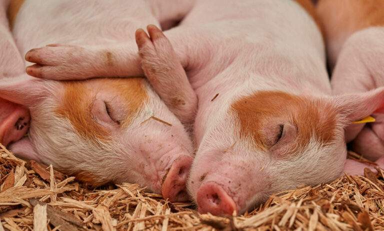Paraná lidera fornecimento de carne suína no Brasil