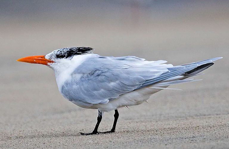 Paraná registra primeiro caso de gripe aviária