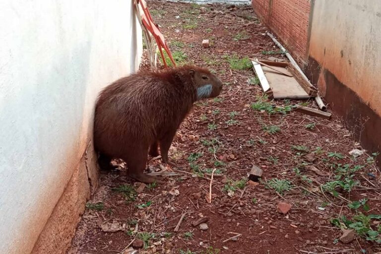 Capivara resgatada pelo IAT em Engenheiro Beltrão é devolvida à natureza