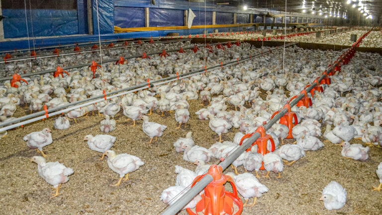 Confirmação de 1º caso de gripe aviária em granja no Brasil