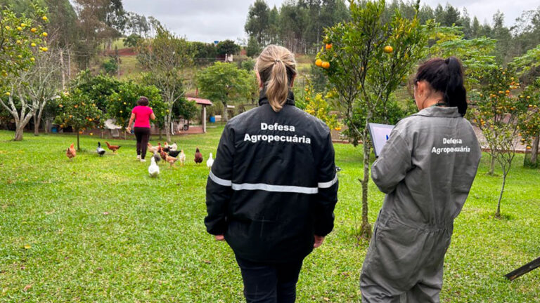Países suspendem  importação de carne de frango do Brasil