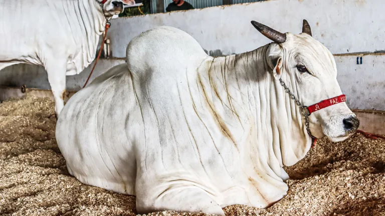 Carne bovina é a mais impactada após gripe aviária no Brasil