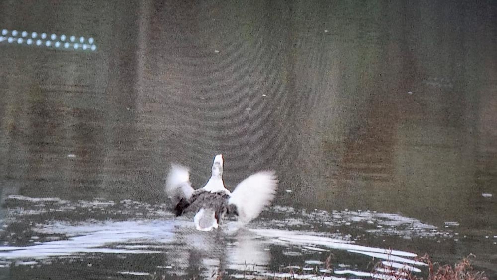 Os bombeiros cortam as linhas que prendiam a ave que voou livre para juntar-se as outras aves do local.
