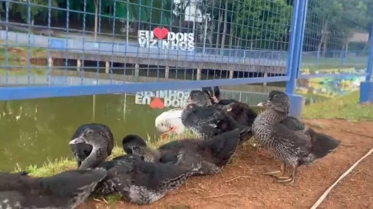 Gripe aviária: animais serão retirados de parques e lagos em DV