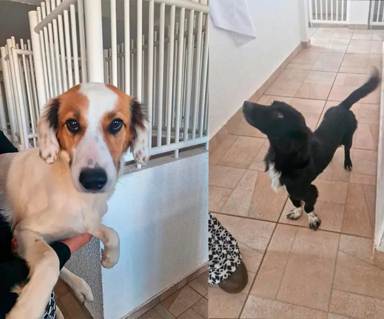 Os cães resgatados em situação de abandono já receberam os primeiros cuidados. Eles estão em período de recuperação para serem feitas as castrações e aguardam adoção responsável.