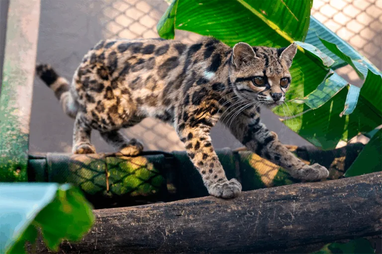 foto: William Brisida/Itaipu Binacional