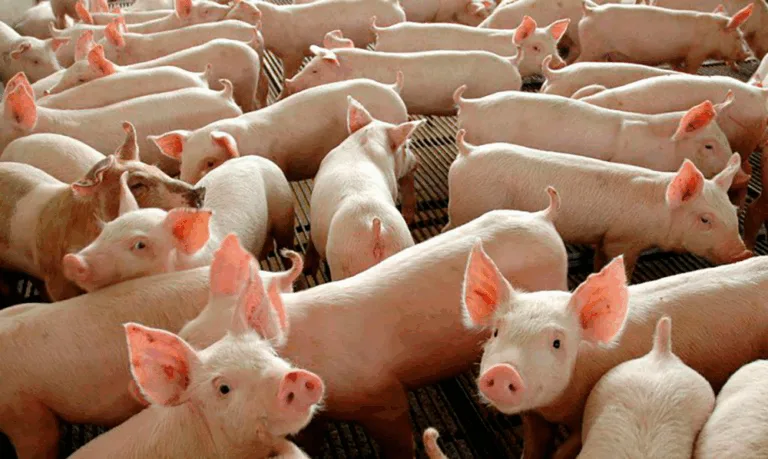 Expansão da suinocultura deve beneficiar a região