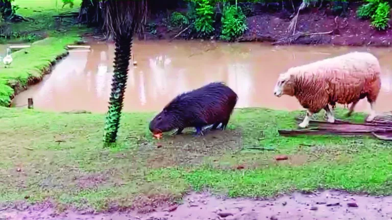 Capivara e ovelhas compartilham espaço no Bairro Parque do Som