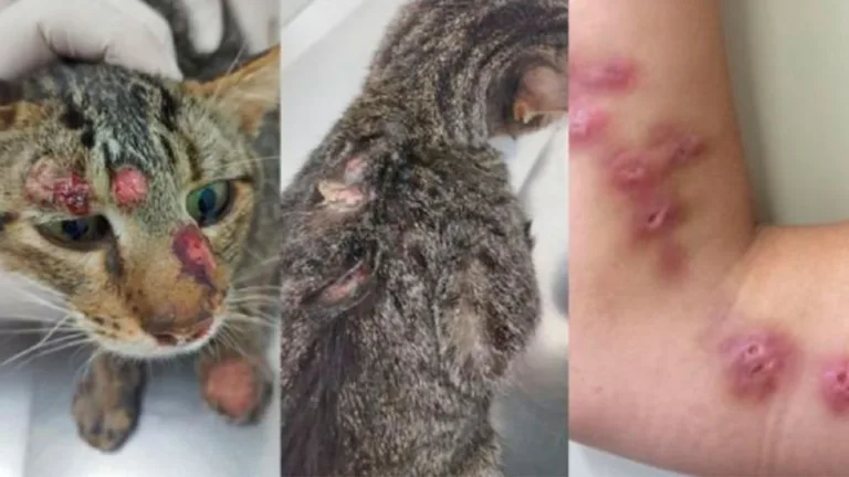 Esporotricose: 4 casos já foram confirmados em Dois Vizinhos