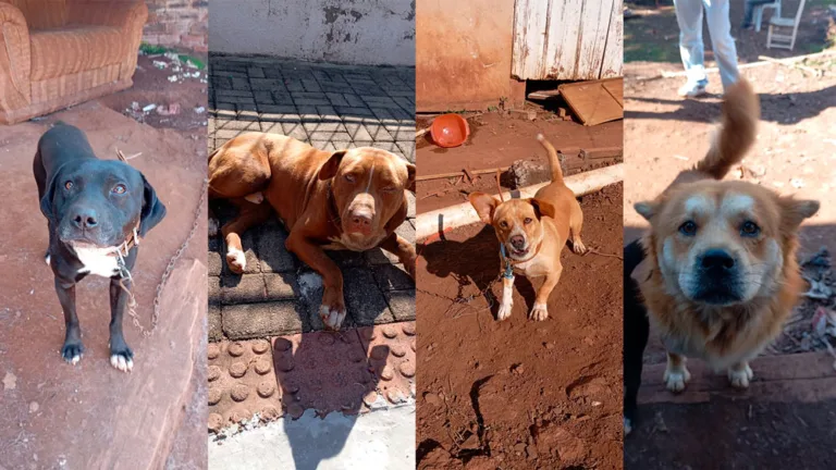 O que fazer ao encontrar um animal em situação de maus-tratos?