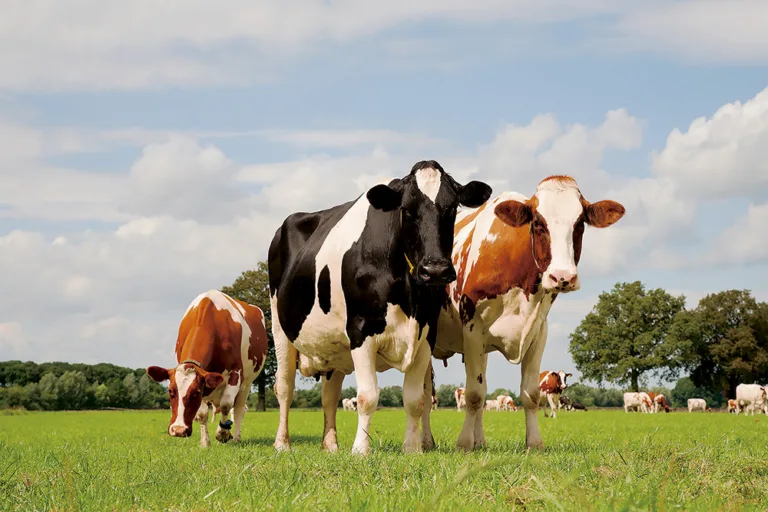 Nutrição Nutrigenômica Avançada: A Nova Fronteira da Produção de Leite de Alta Performance