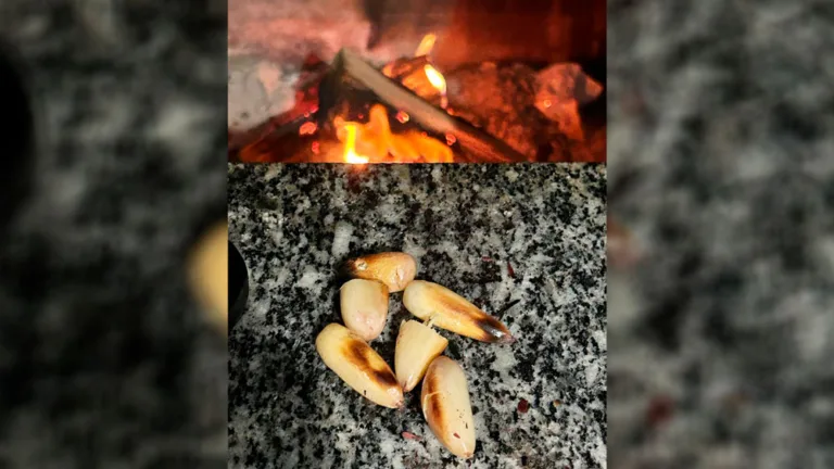 Rico em nutrientes, pinhão pode ser incluído na alimentação diária