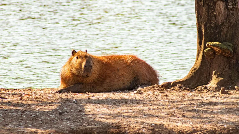 Meio Ambiente orienta beltronenses sobre convívio com capivaras