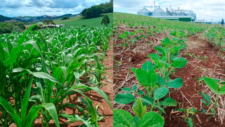 Área da soja segue estável e milho deve crescer 100%