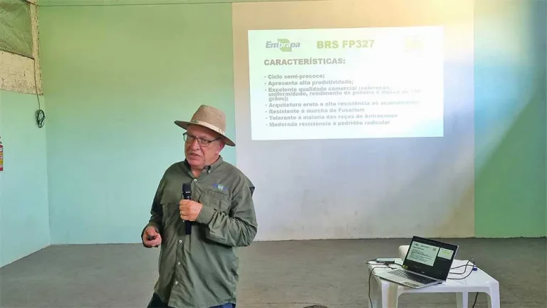 Embrapa lança novas cultivares de feijão