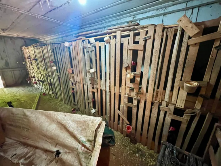 Polícia Federal realiza operação contra rinha de galo e caça em Capanema