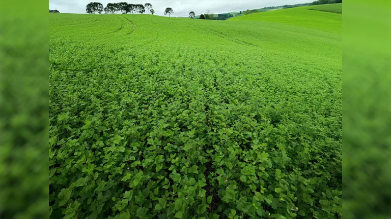 Perspectiva é positiva para o feijão da safrinha
