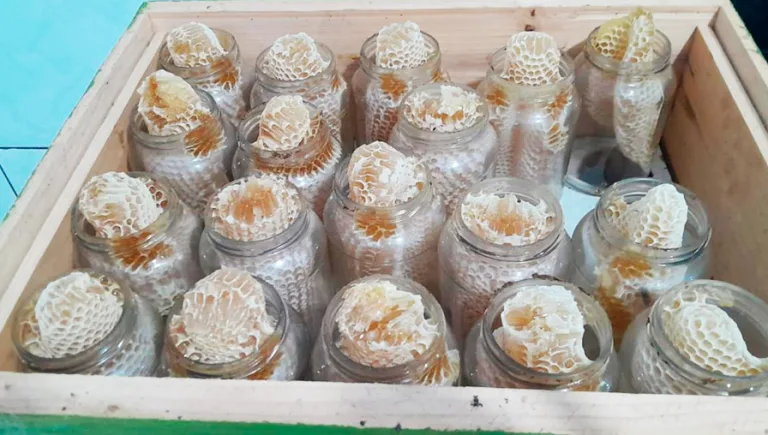 Produção de mel fortalece agroindústria e amplia mercados