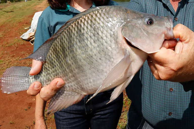 Paraná alcança 273 mil toneladas de peixes e lidera produção nacional