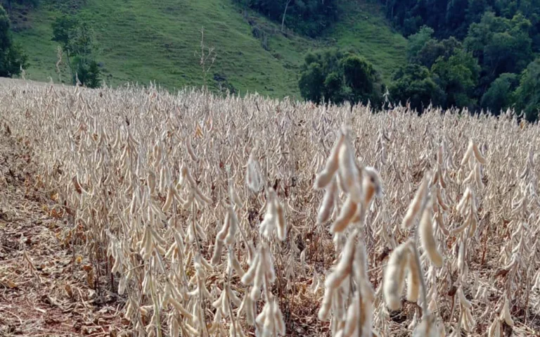 Sem chuva, produtores da região têm muitas perdas