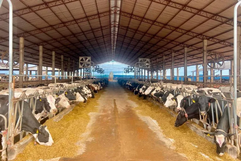 Produtores do Sudoeste entre os que mais acessam recursos do BRDE