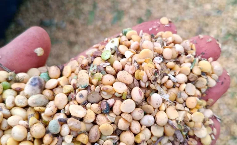 Salto do Lontra também estima 40% de prejuízo no campo