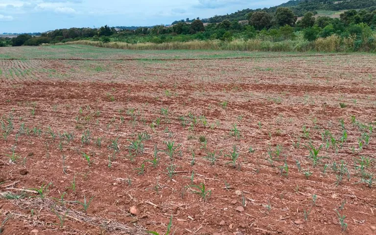 Falta de chuva compromete safras em São Jorge d’Oeste e Salto do Lontra