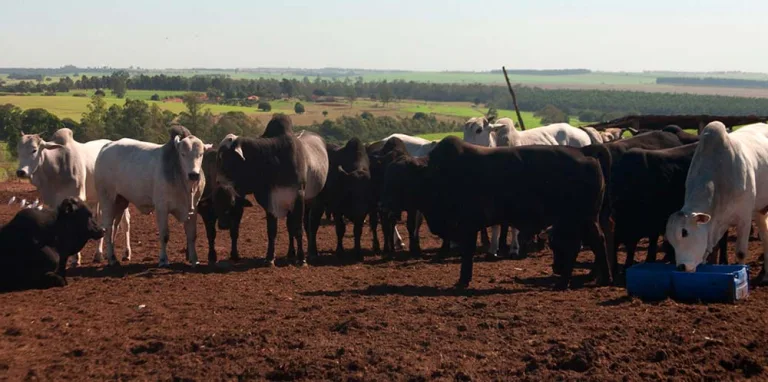 Planejamento garante eficiência em fazendas de pecuária de corte