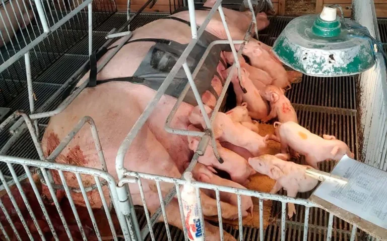 Startup paranaense desenvolve cinta massageadora de suínos