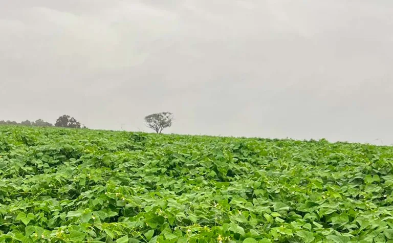 Chuvas recuperam lavouras de feijão após calor extremo
