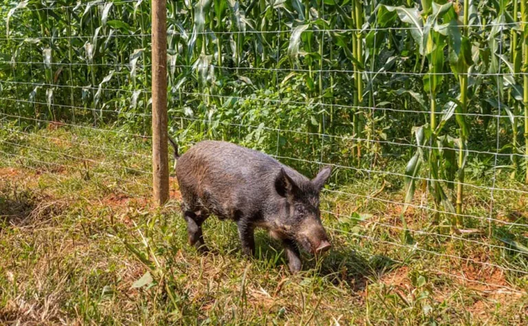 Javaporcos ameaçam lavouras de milho safrinha