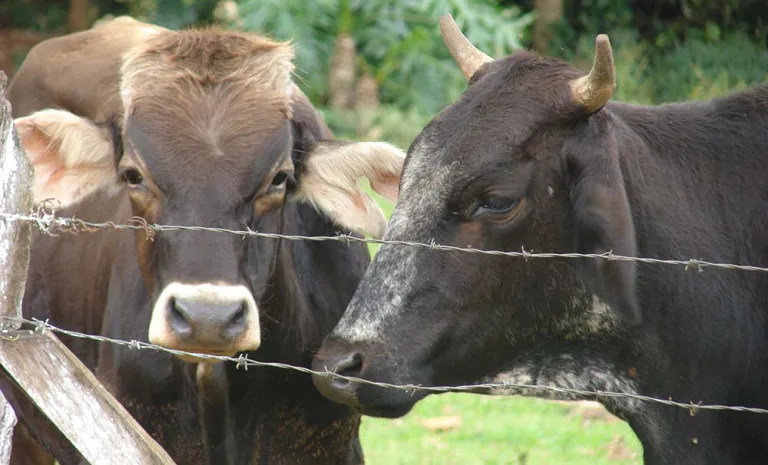 Vigilância no Brasil mitiga riscos de aftosa na China