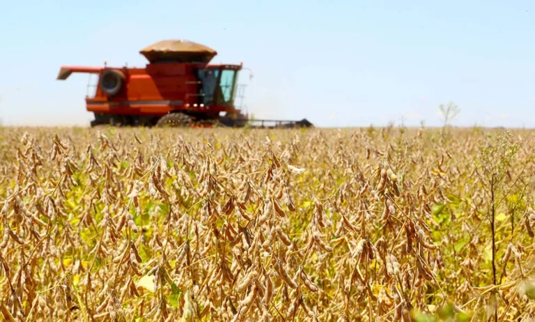 Região colhe boa safra, apesar da seca