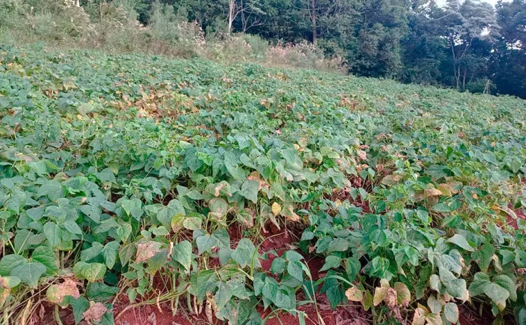 Chuva traz alívio para produtores de feijão