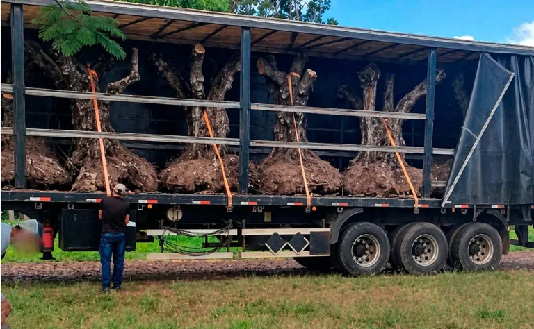 Oliveiras avaliadas em R$ 350 mil são repassadas ao campus da UTFPR