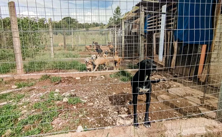 Estiagem agrava situação de protetora que cuida de 80 animais