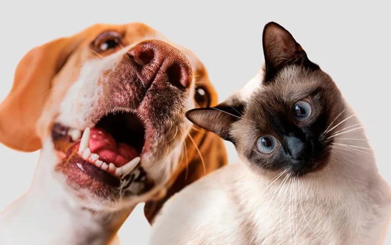 Lei aprovada no Congresso vai permitir guarda compartilhada de pets