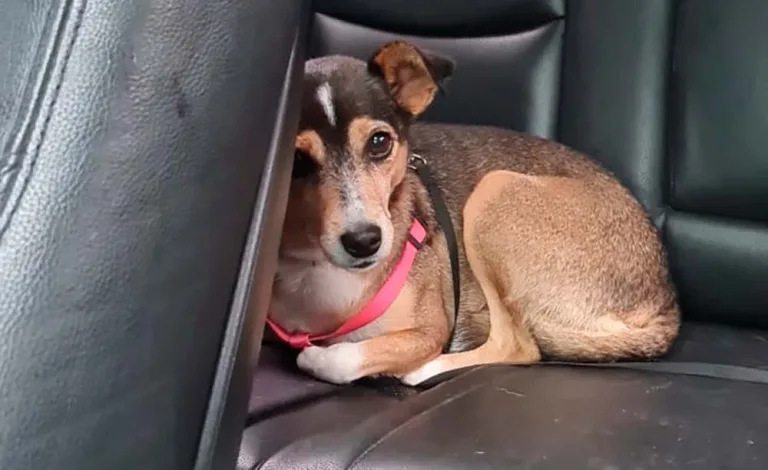 Cachorrinha encontrada perdida no São Cristóvão