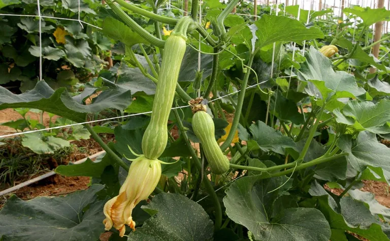 Abobrinha reafirma força no agronegócio paranaense