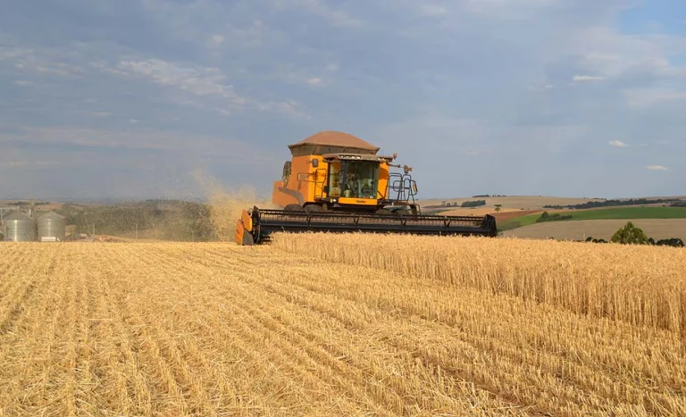 Trigo terá menor área plantada no Paraná