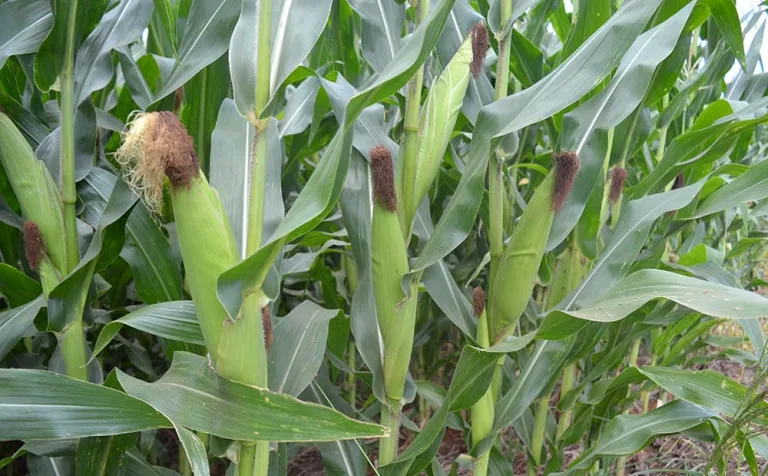 El Niño pode começar a se manifestar já em maio e alterar chuvas no Brasil