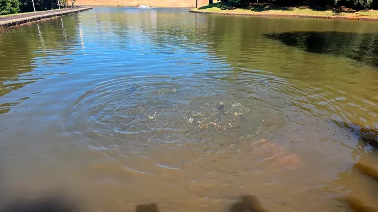 Pato Branco inicia despesca no lago do Vitória Piassa