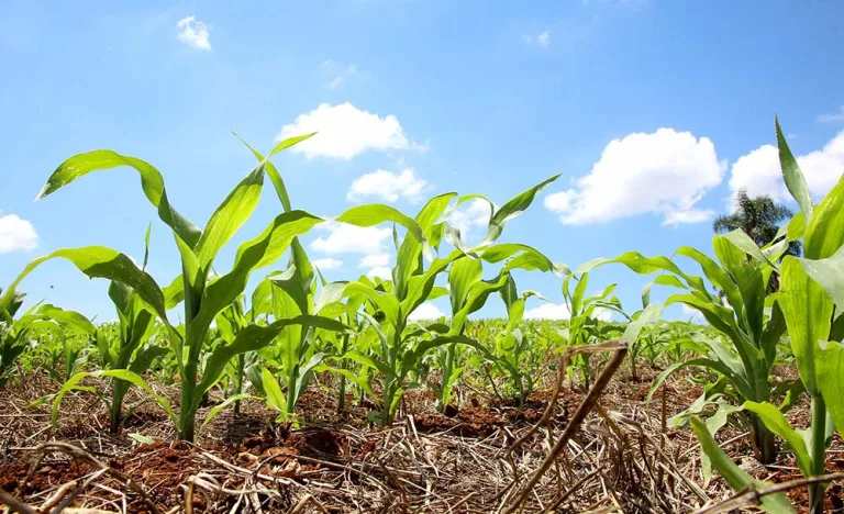 Estiagem acende alerta para a segunda safra de milho