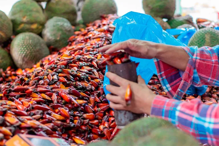 Temporada do pinhão começa hoje em todo o Paraná