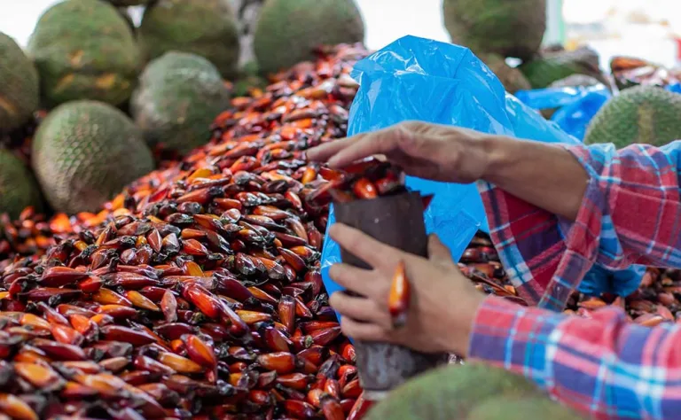 Temporada do pinhão começa nesta quarta-feira em todo o Paraná